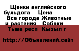 Щенки английского бульдога  › Цена ­ 60 000 - Все города Животные и растения » Собаки   . Тыва респ.,Кызыл г.